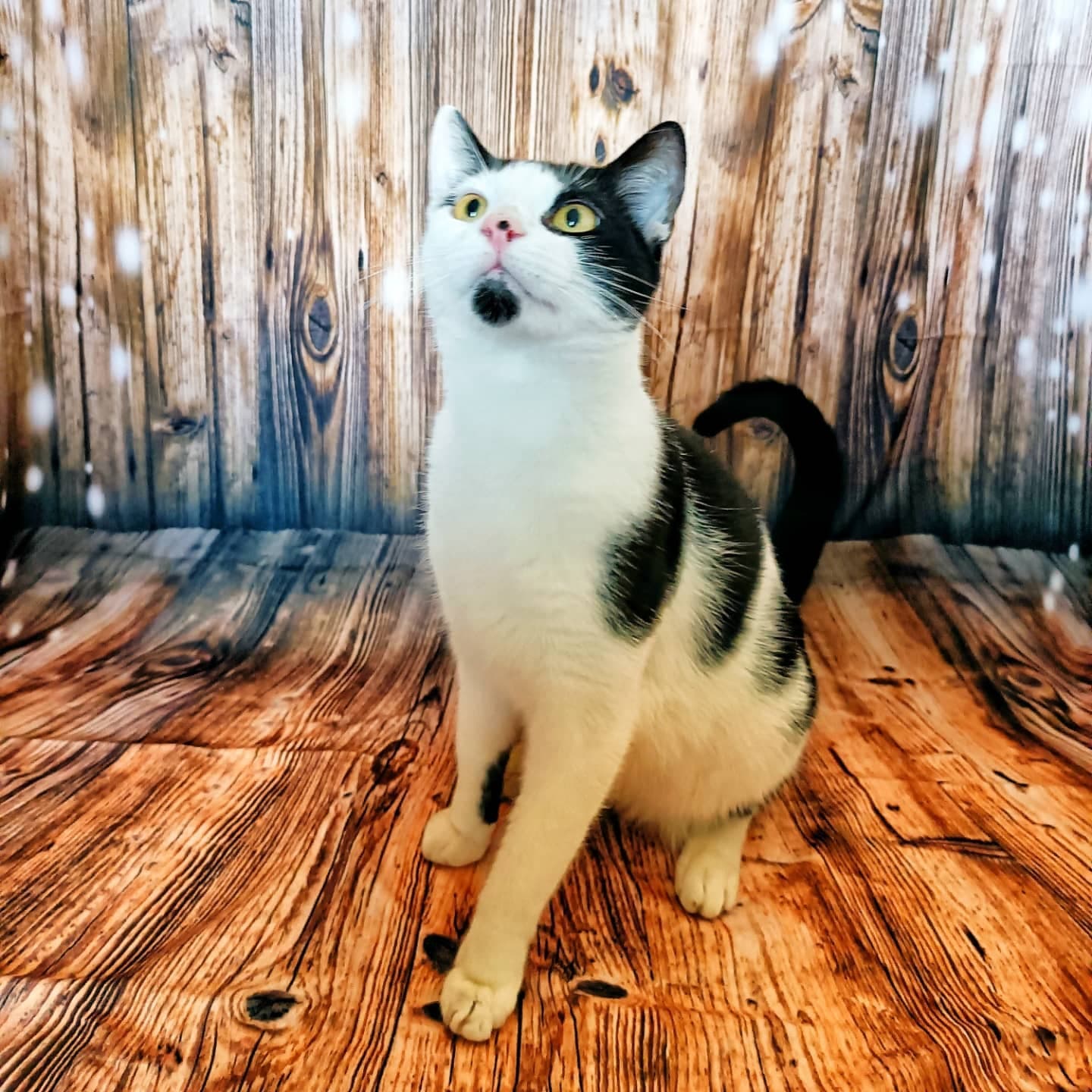 Bellissimo Sfondo Fotografico In Legno Con Fiocchi Di Neve Wy00024