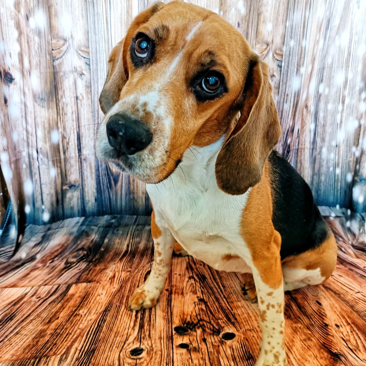 Bellissimo Sfondo Fotografico In Legno Con Fiocchi Di Neve Wy00024