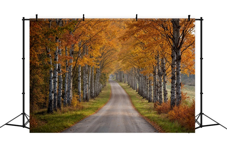 Sfondo Fotografico Autunnale Sfondo Di Scena Del Percorso Dell'Albero Di Betulla BRP10-237