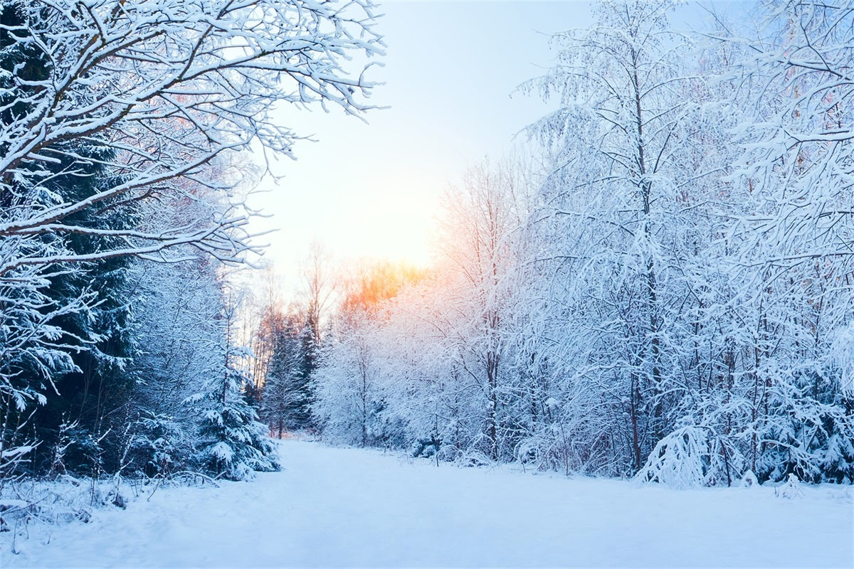 Sfondo Del Paese Delle Meraviglie Invernale Sfondo Innevato Con Luce Solare BRP11-1