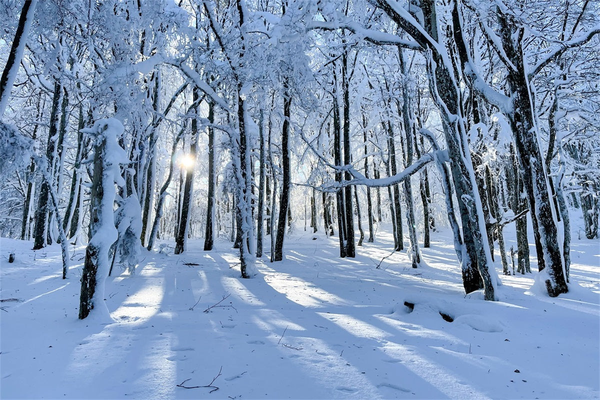 Fondali Invernali In Vendita Bosco Innevato Sfondo Leggero E Delicato BRP11-13