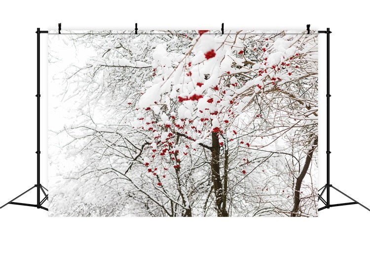 Foto Di Fondali Invernali Sfondo Di Neve Con Bacche Rosse Vivaci BRP11-20