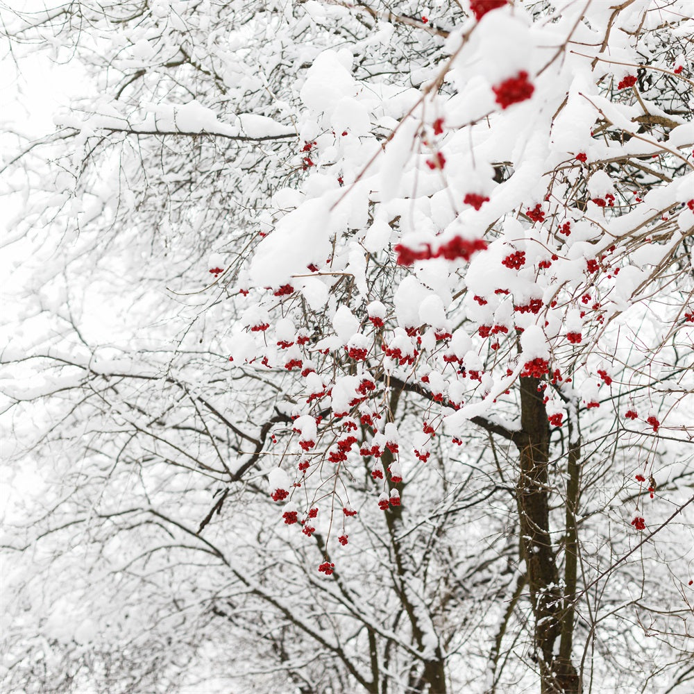 Foto Di Fondali Invernali Sfondo Di Neve Con Bacche Rosse Vivaci BRP11-20