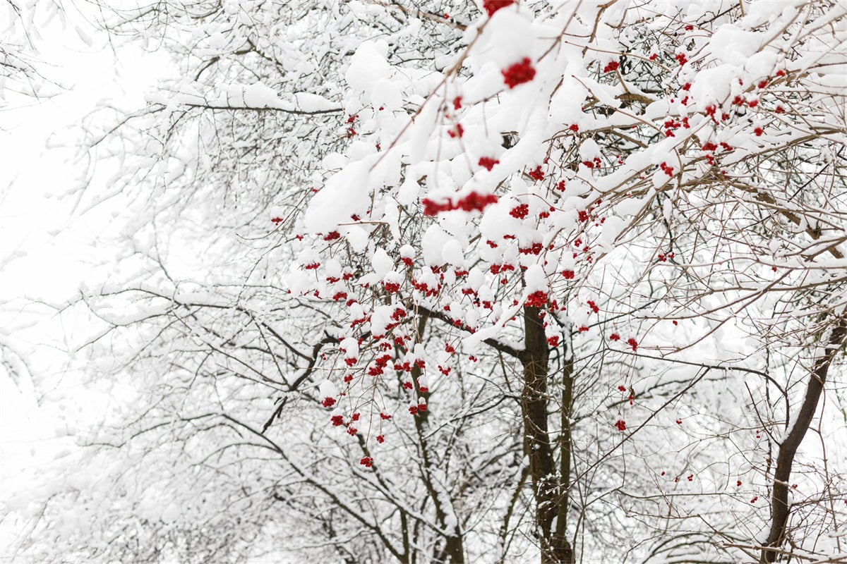Foto Di Fondali Invernali Sfondo Di Neve Con Bacche Rosse Vivaci BRP11-20