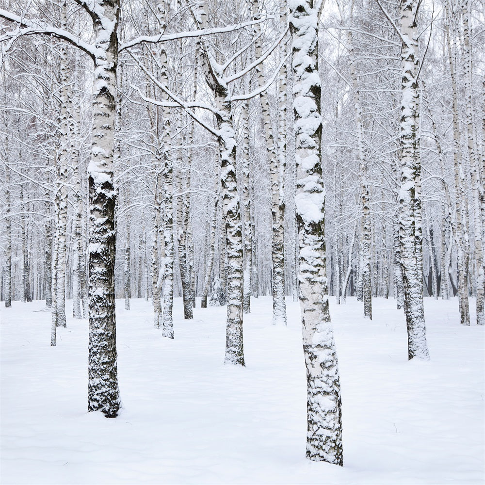 Sfondo Fotografico Invernale Con Alberi Di Betulla Paesaggio Innevato BRP11-26