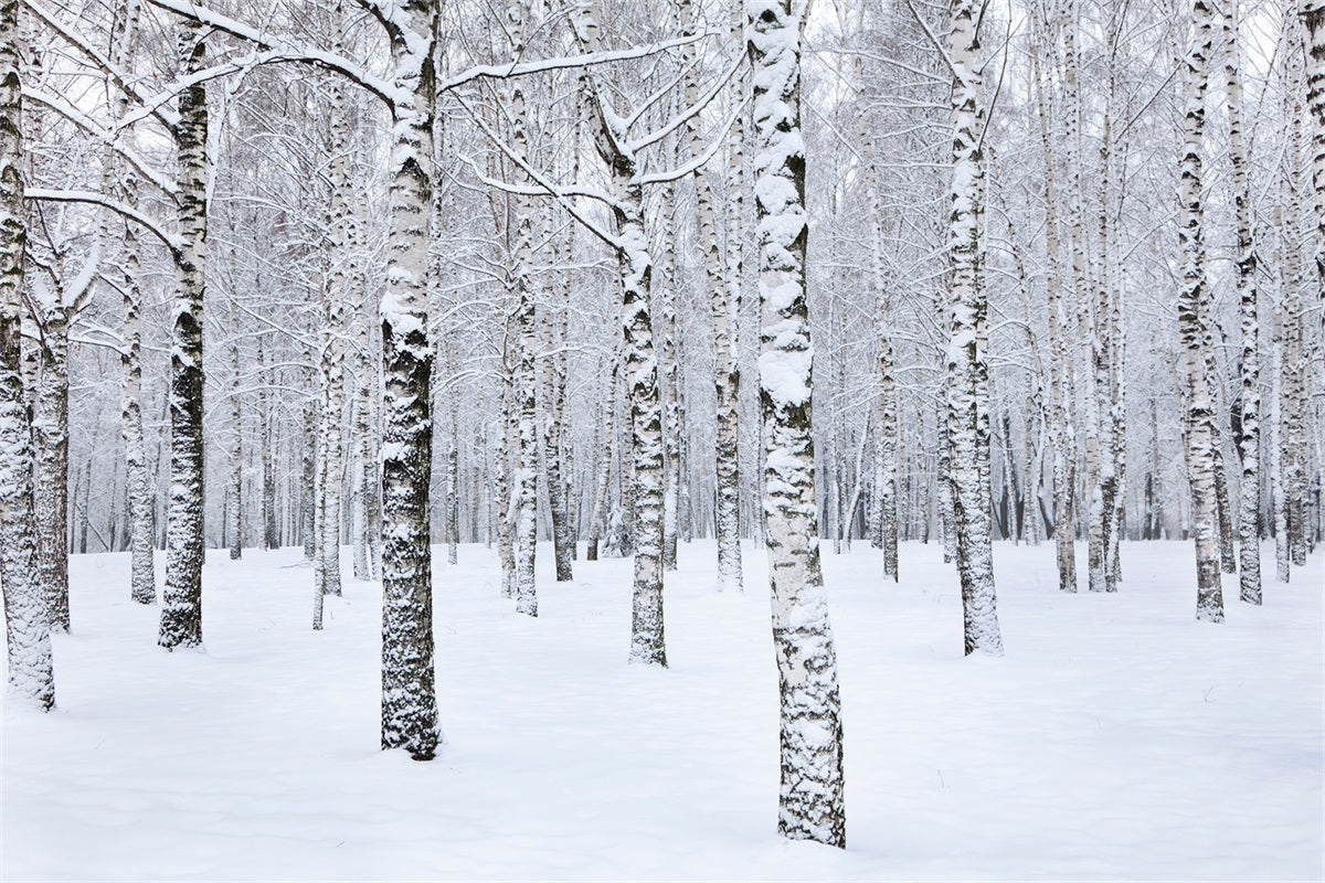 Sfondo Fotografico Invernale Con Alberi Di Betulla Paesaggio Innevato BRP11-26
