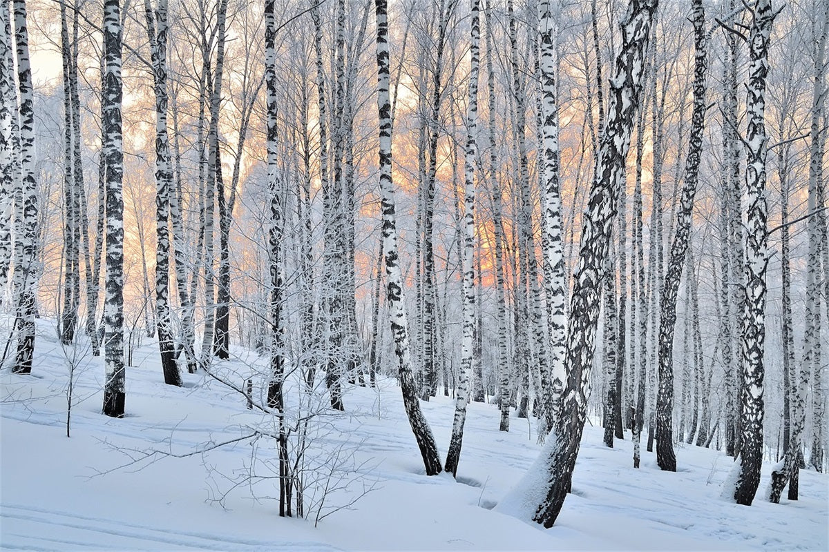 Sfondo Fotografico Invernale Sfondo Della Foresta Di Betulle Al Crepuscolo Pacifico BRP11-27