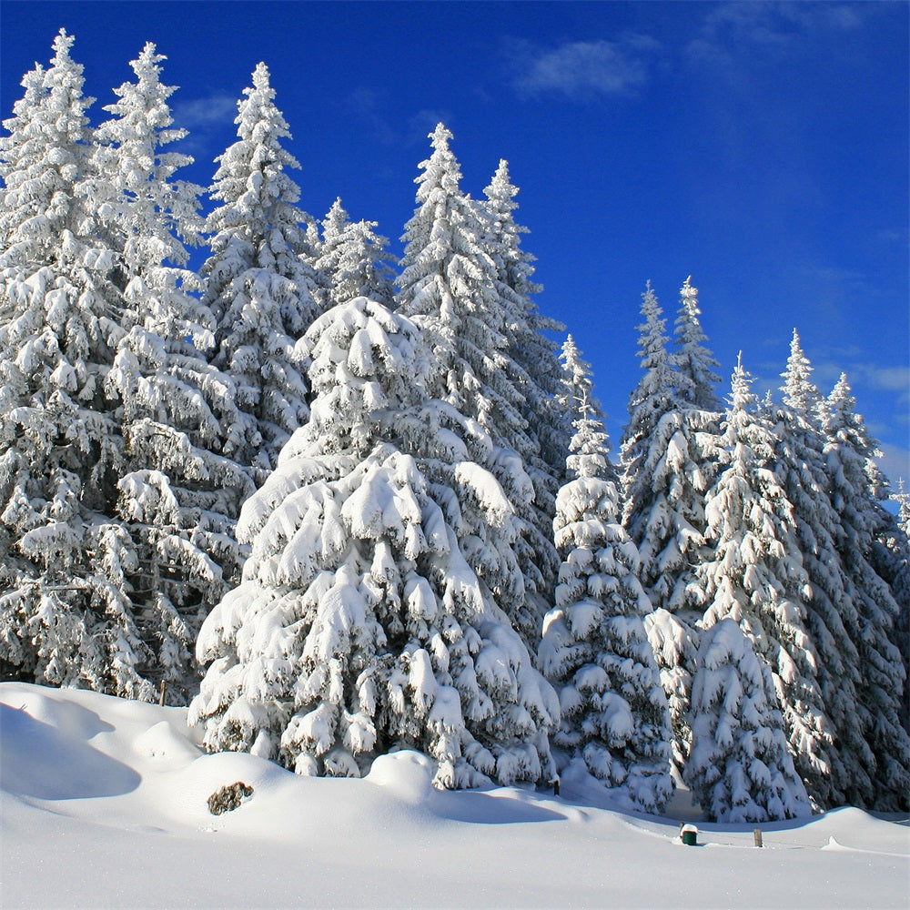 Sfondo Invernale Alberi Smerigliati Sfondo Cielo Vibrante BRP11-3