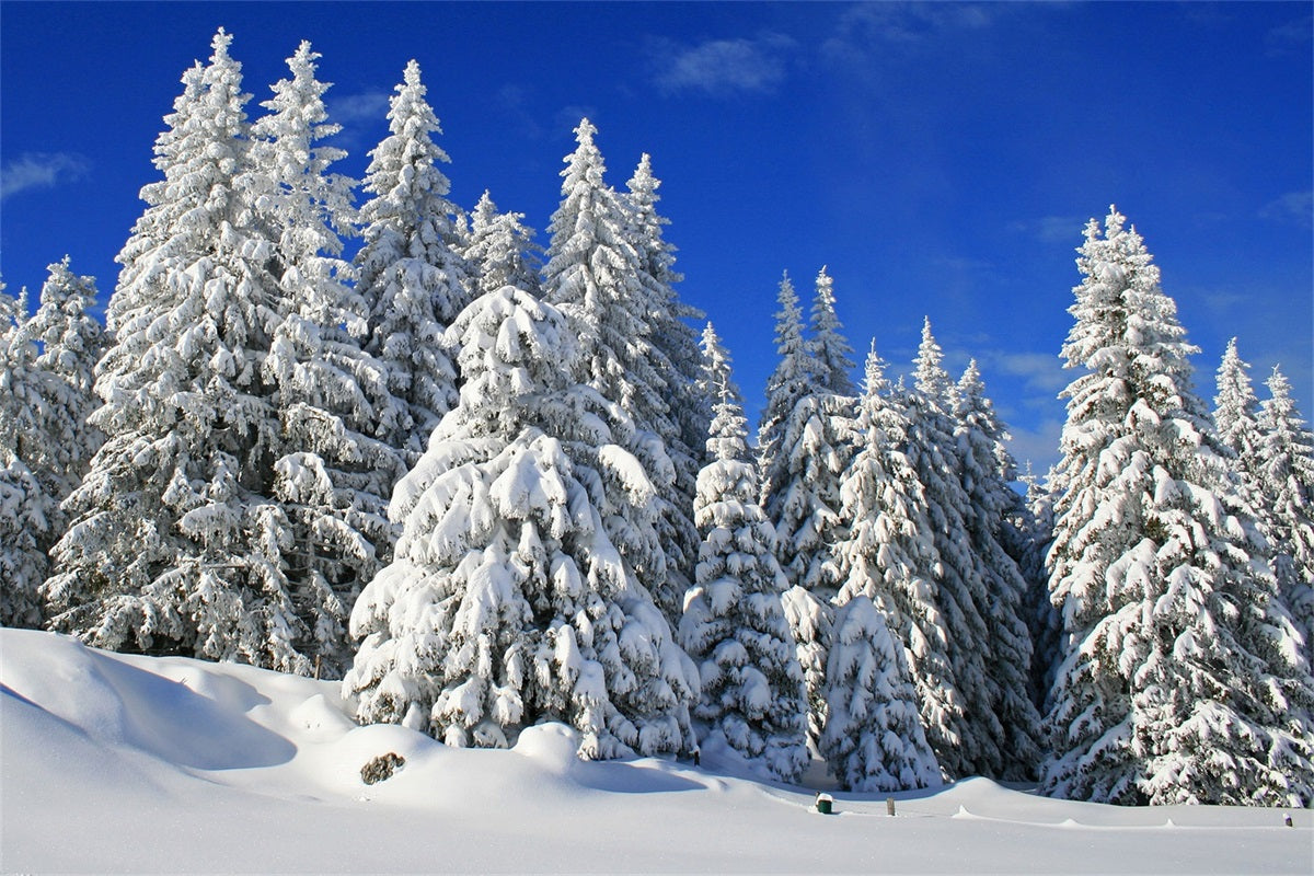Sfondo Invernale Alberi Smerigliati Sfondo Cielo Vibrante BRP11-3