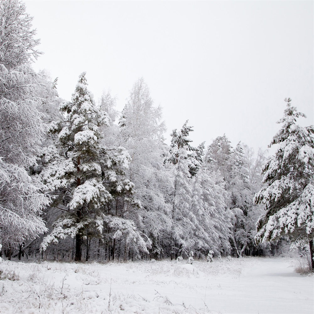 Fondali Invernali Paesaggio Innevato Rami Ghiacciati Sfondo BRP11-4