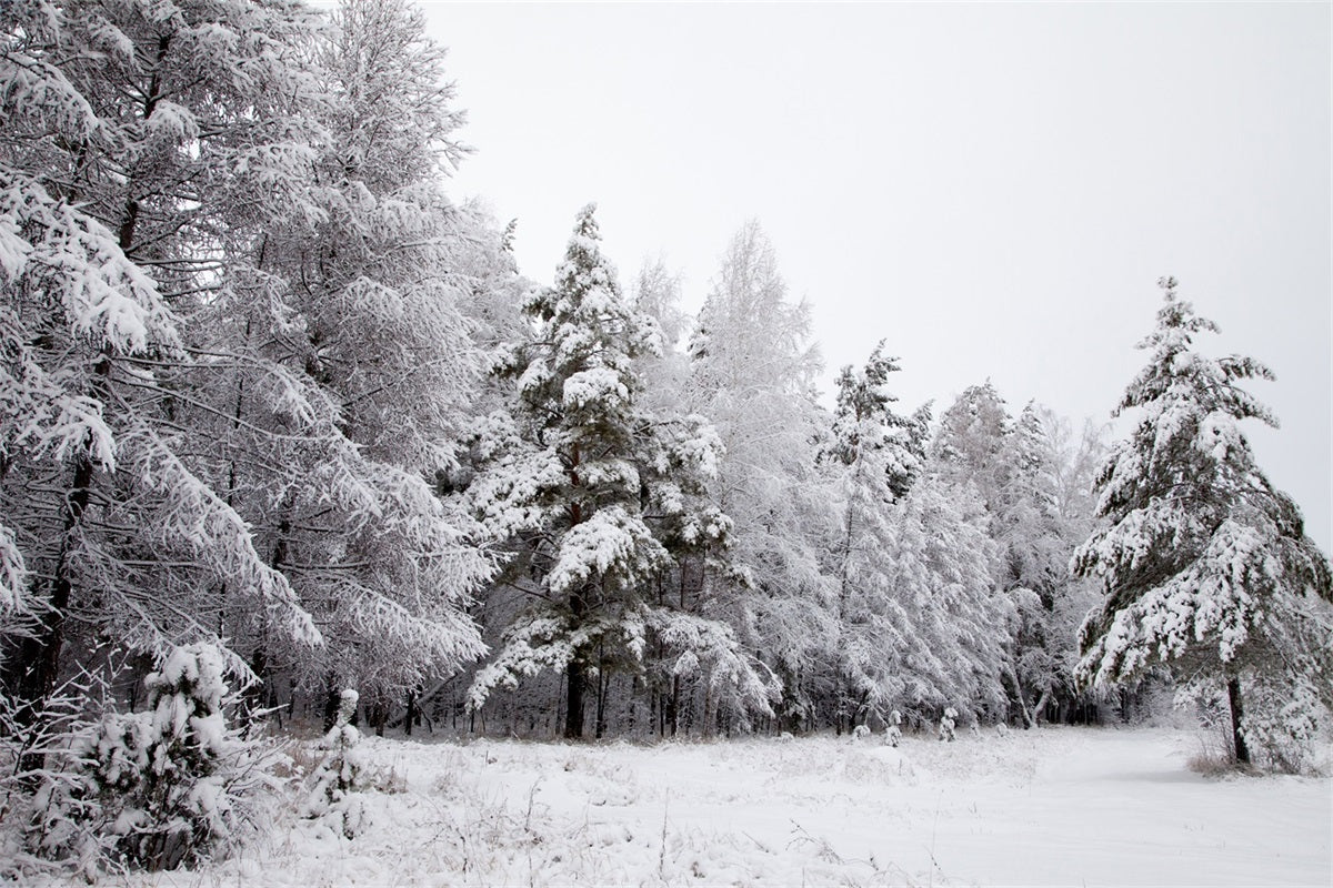 Fondali Invernali Paesaggio Innevato Rami Ghiacciati Sfondo BRP11-4
