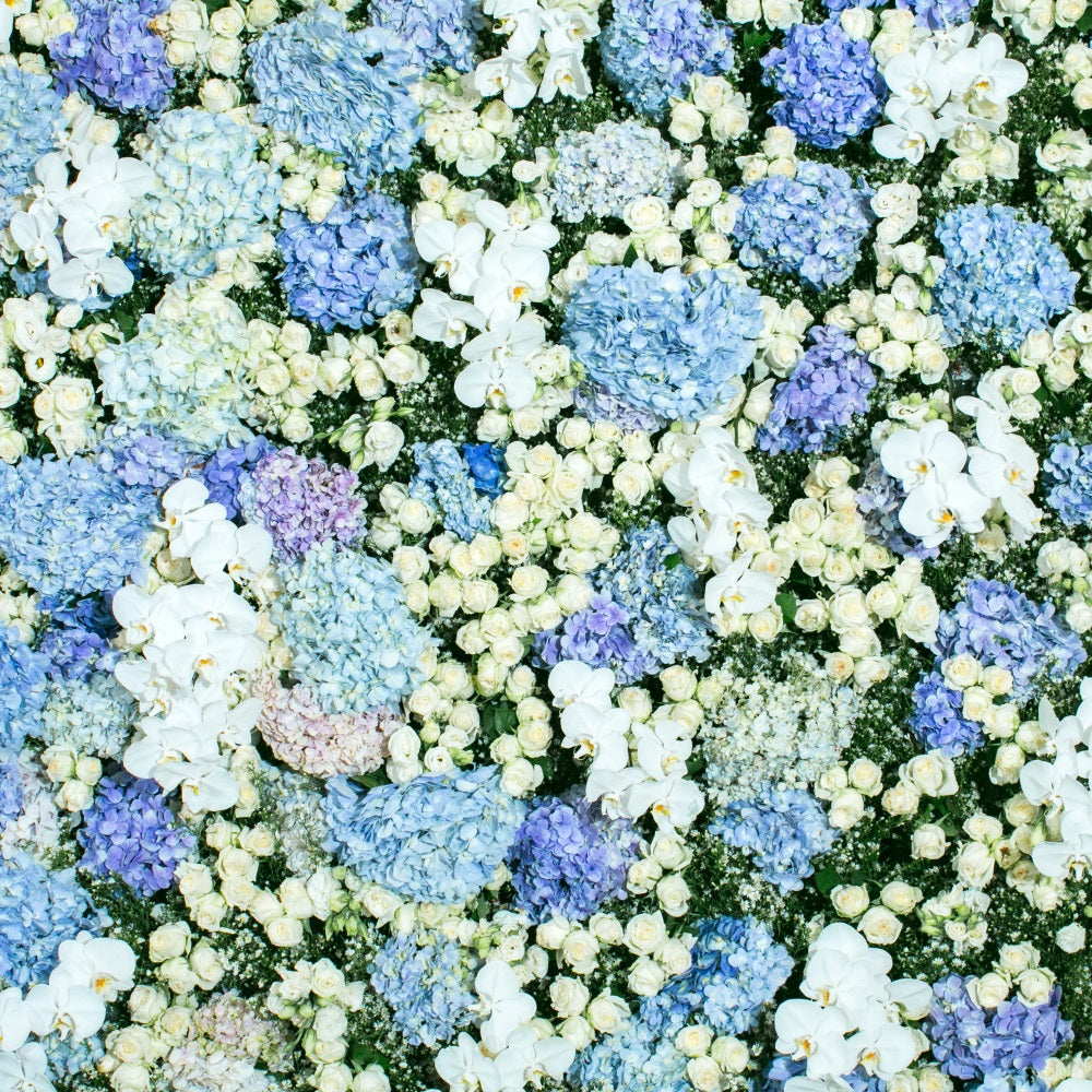 Fondali Fotografici Primaverili Sfondo Da Parete Floreale Bianco Blu BRP11-518