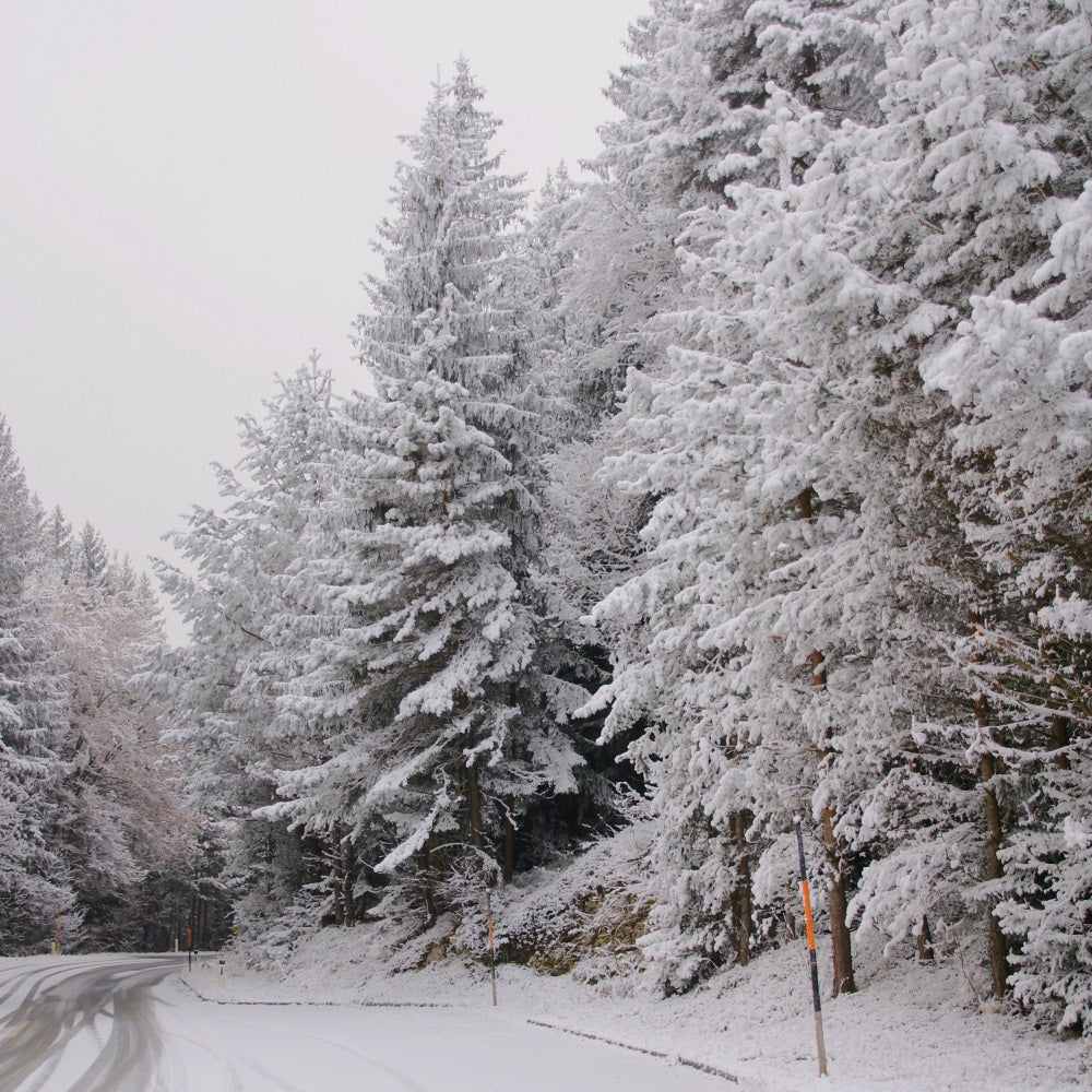 Fondali Winter Wonderland Pathway Pines Innevati Sfondo BRP11-69