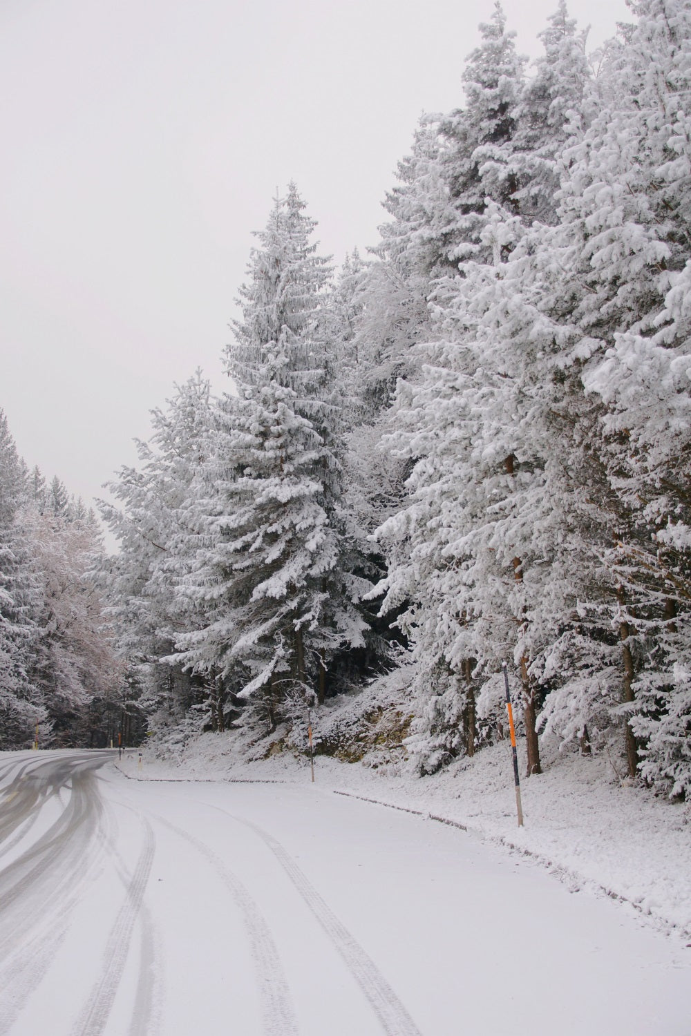 Fondali Winter Wonderland Pathway Pines Innevati Sfondo BRP11-69