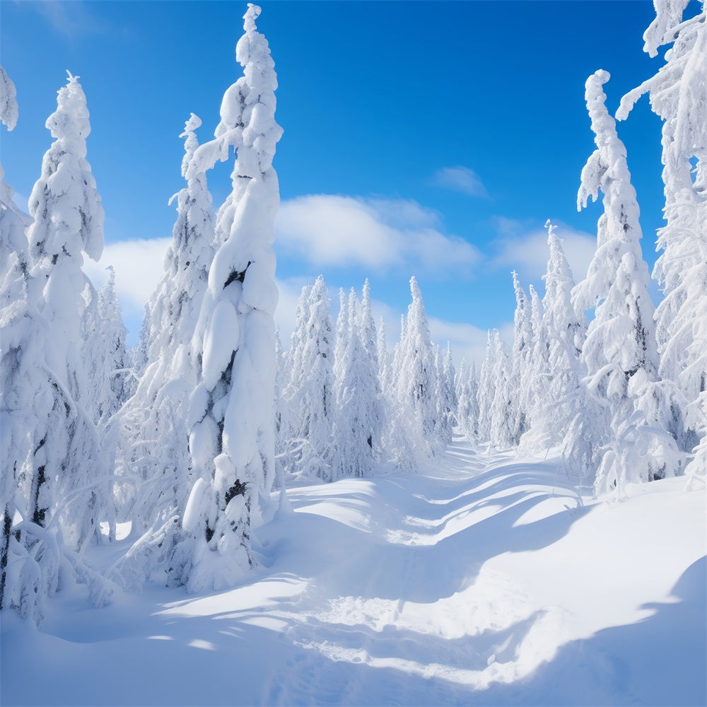 Fondali Fotografici Invernali Sfondo Cielo Luminoso Alberi Di Pino BRP11-8