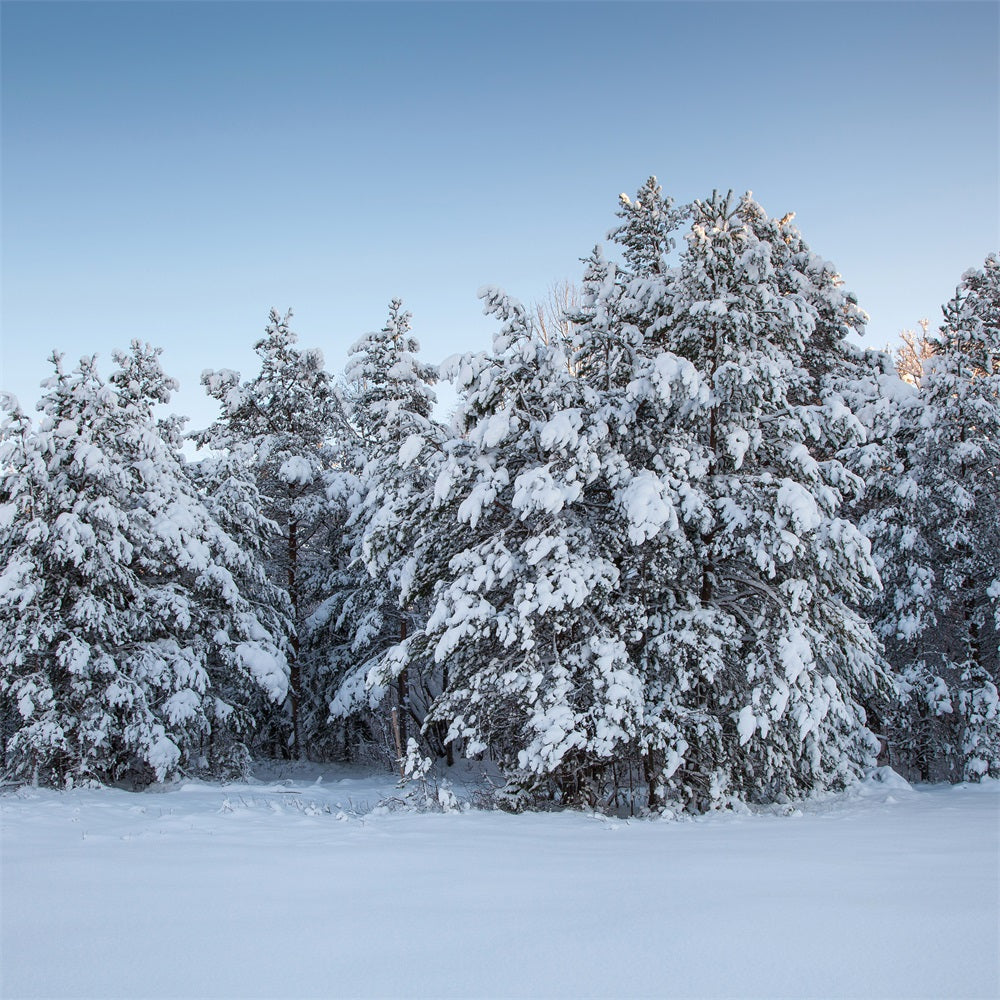 Fondali Fotografici Invernali Alberi Sempreverdi Sfondo Di Neve BRP11-9