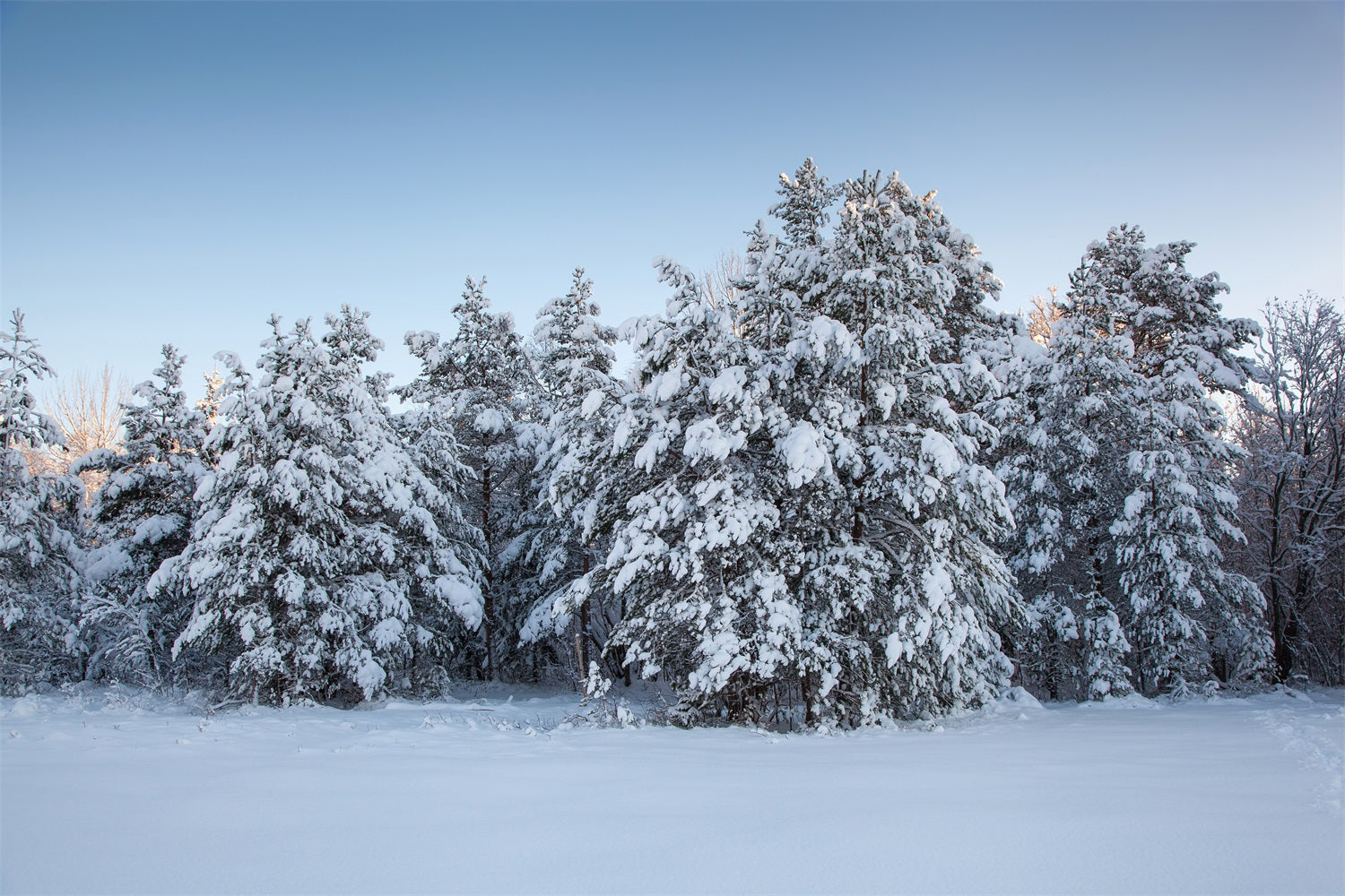 Fondali Fotografici Invernali Alberi Sempreverdi Sfondo Di Neve BRP11-9