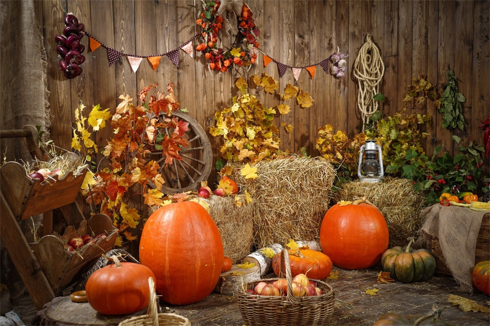 Raccolto Autunnale Con Sfondo Di Zucche BRP7-117