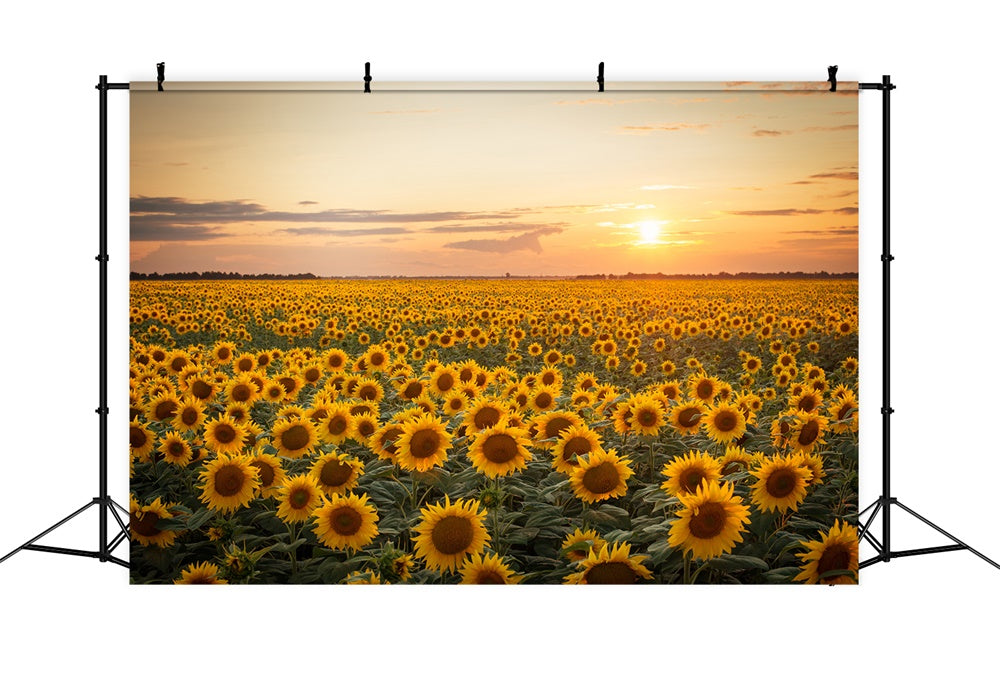 Sfondo Fotografico Tramonto Girasole Autunnale BRP7-118