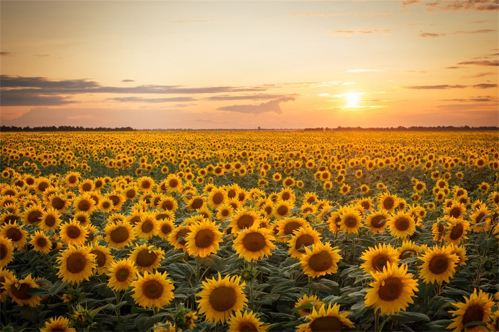 Sfondo Fotografico Tramonto Girasole Autunnale BRP7-118