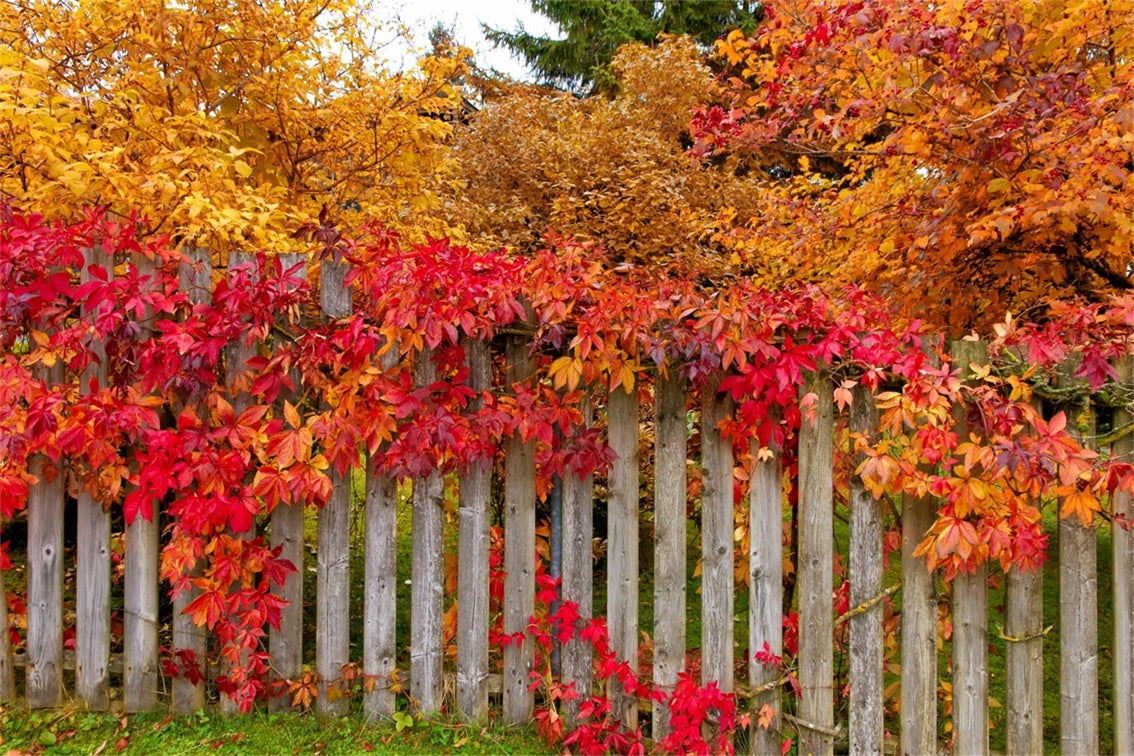 Recinzione Autunnale Con Sfondo Di Foglie Colorate BRP7-200