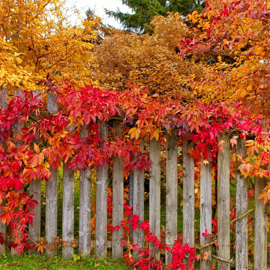 Recinzione Autunnale Con Sfondo Di Foglie Colorate BRP7-200