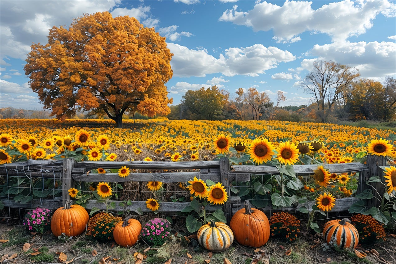 Sfondo Di Zucche Di Grandi Alberi Di Campi Di Girasoli Autunnali BRP9-186