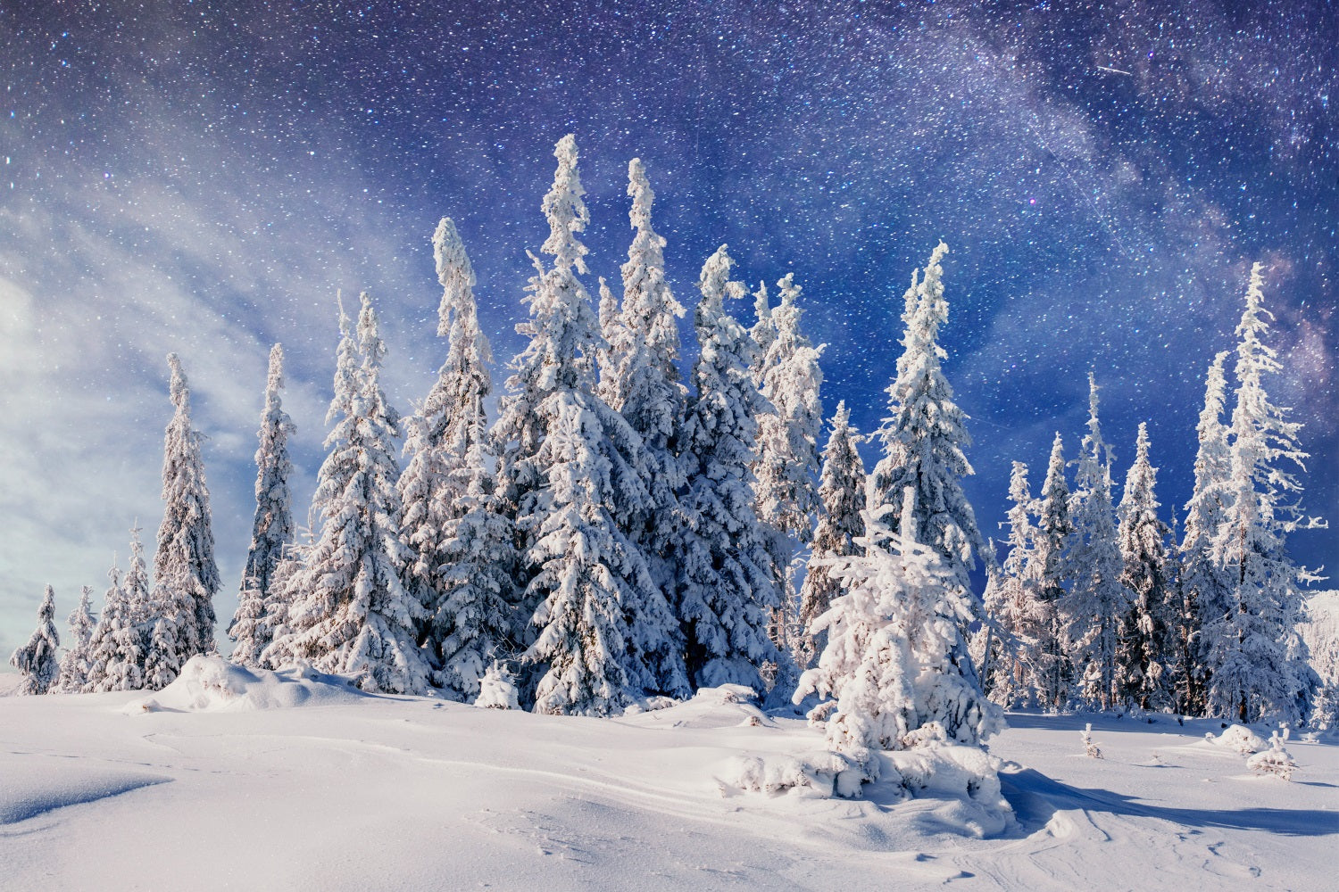 Pini Innevati Invernali Sotto Lo Sfondo Della Via Lattea BRP9-216