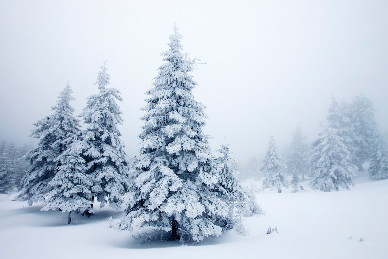 Sfondo Di Paesaggi Innevati Tranquilli Di Pini Invernali BRP9-219