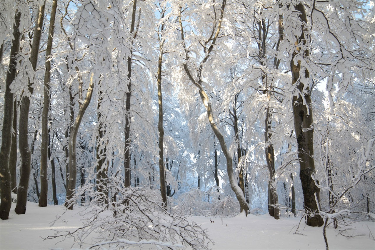 Sfondo Fotografico Winter Snowy Forest Wonderland BRP9-220