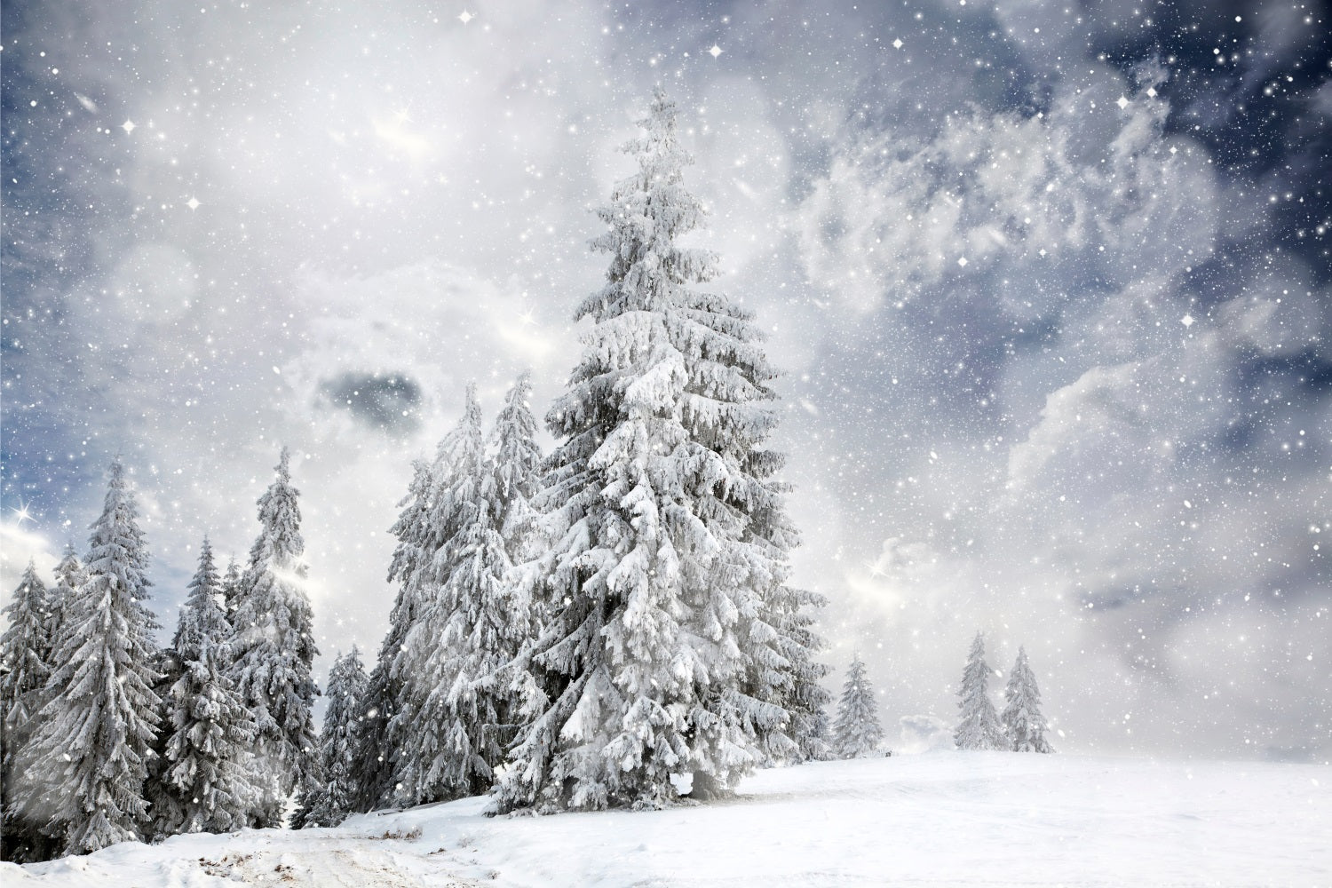 Foresta Invernale Sotto Lo Sfondo Del Cielo Stellato BRP9-224