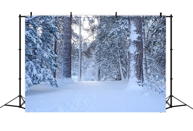 Sentiero Nel Bosco Innevato Attraverso Lo Sfondo Di Alti Pini BRP9-227