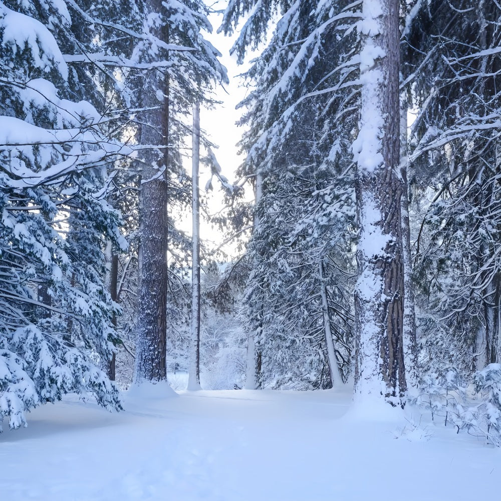 Sentiero Nel Bosco Innevato Attraverso Lo Sfondo Di Alti Pini BRP9-227