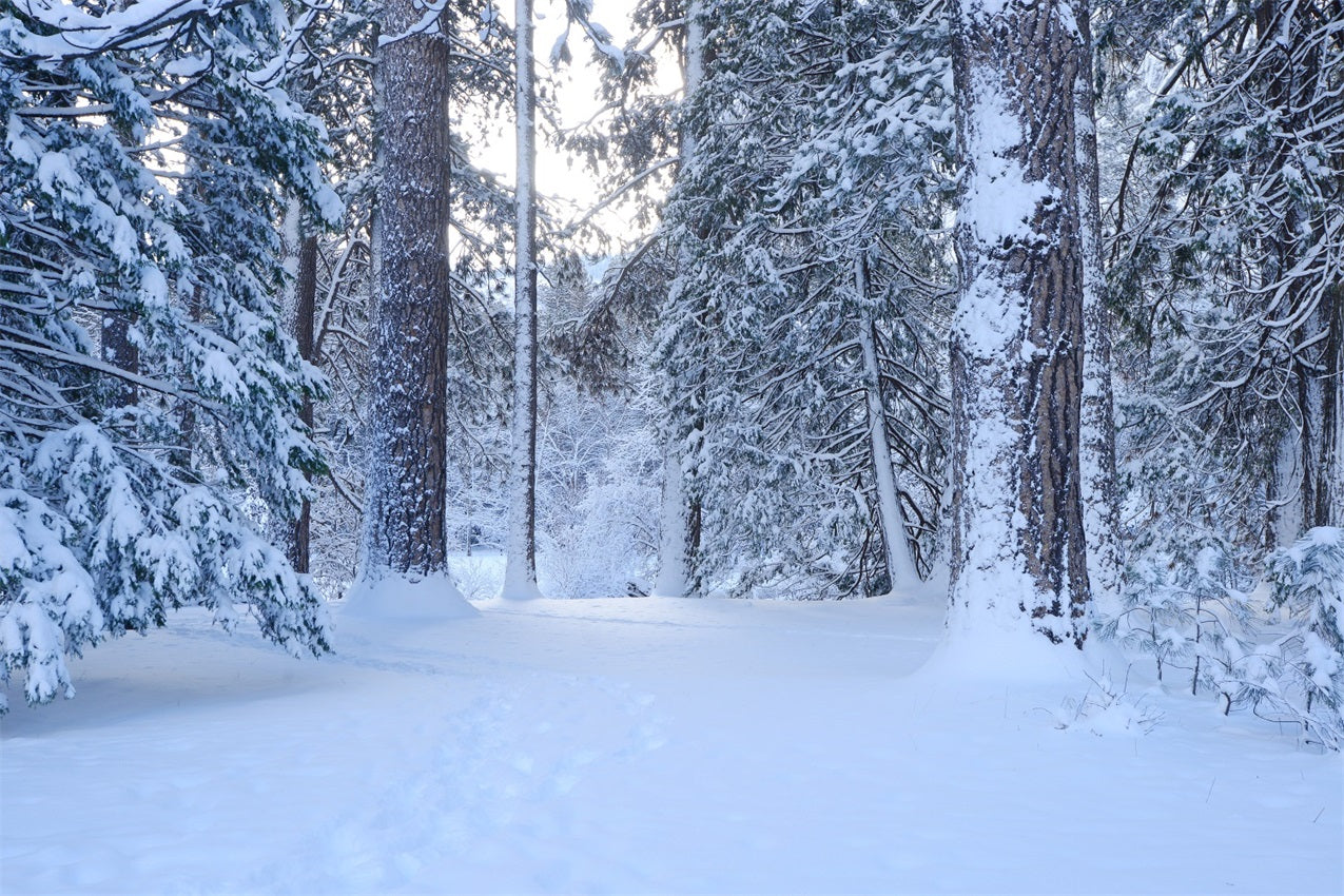 Sentiero Nel Bosco Innevato Attraverso Lo Sfondo Di Alti Pini BRP9-227