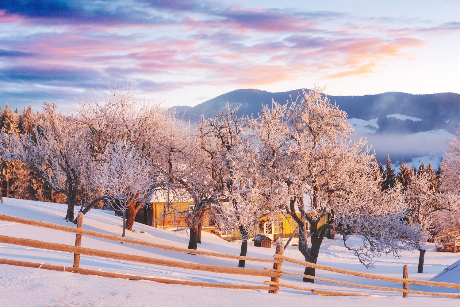 Sfondo Fotografico Con Cielo Rosa E Alberi Invernali In Fattoria BRP9-282