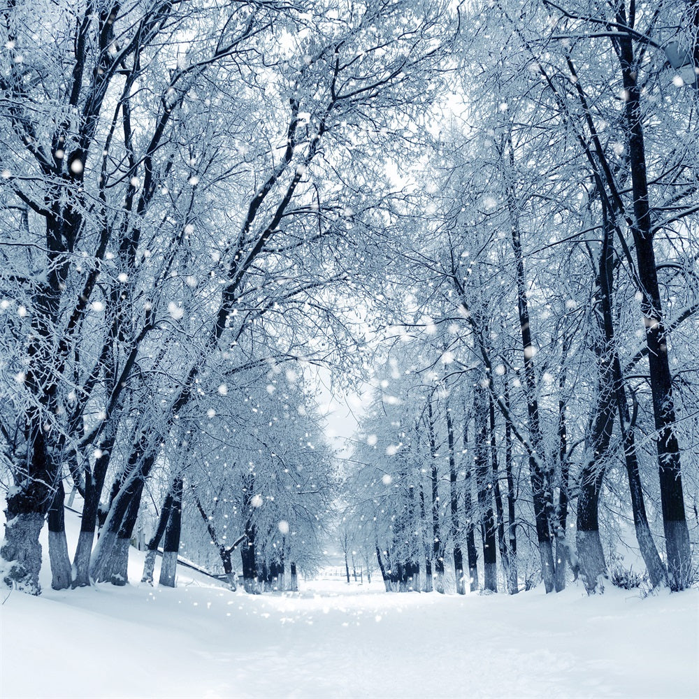 Sfondo Della Foresta Invernale Incantata Del Sentiero Innevato BRP9-324