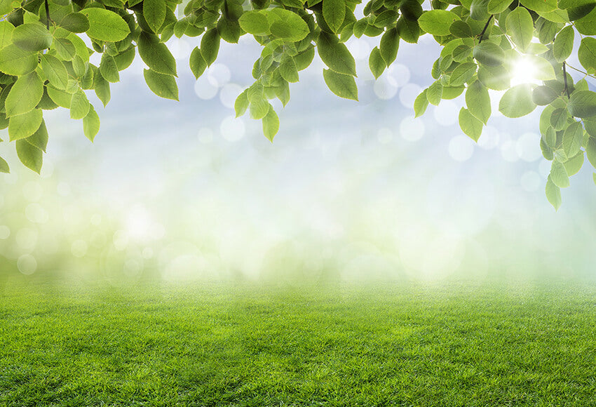 Sfondo Bokeh Di Foglie Di Primavera Erba Sole D1060