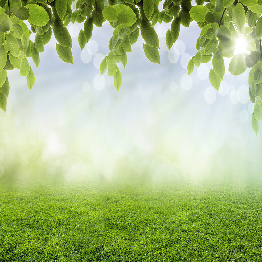 Sfondo Bokeh Di Foglie Di Primavera Erba Sole D1060