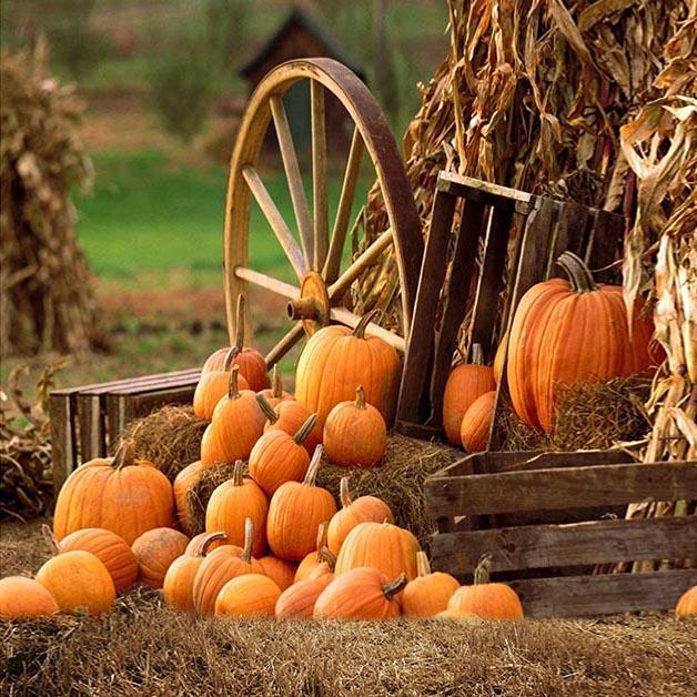 Sfondo Di Zucca Autunnale Della Fattoria Per La Fotografia Di Feste OG-027