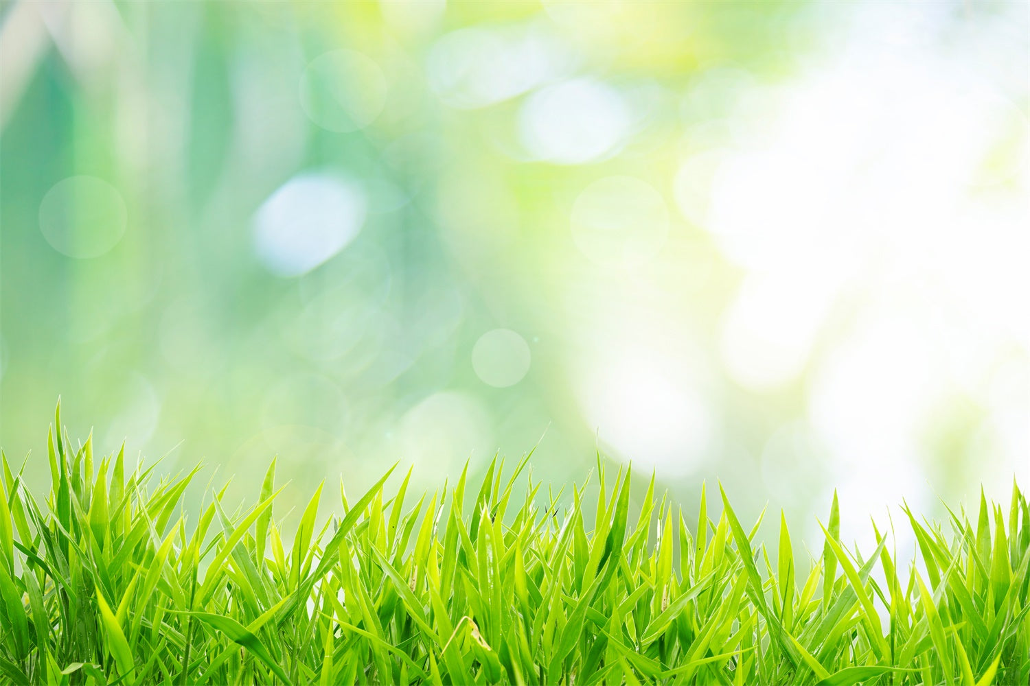 Sfondo Bokeh Soleggiato All'Inizio Della Primavera Con Erba Emergente M1-60