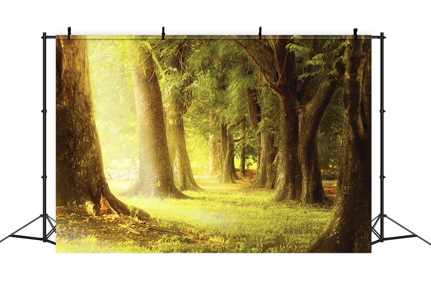 Calda Luce Del Crepuscolo Sparsa Nel Profondo Dello Sfondo Della Foresta Antica M1-77