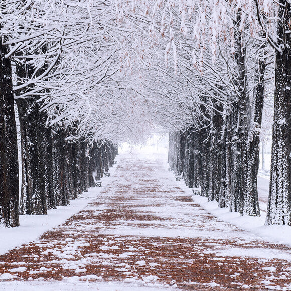 Sfondo Del Percorso Pedonale Degli Alberi Innevati Invernali M10-08