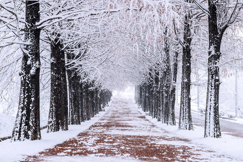 Sfondo Del Percorso Pedonale Degli Alberi Innevati Invernali M10-08