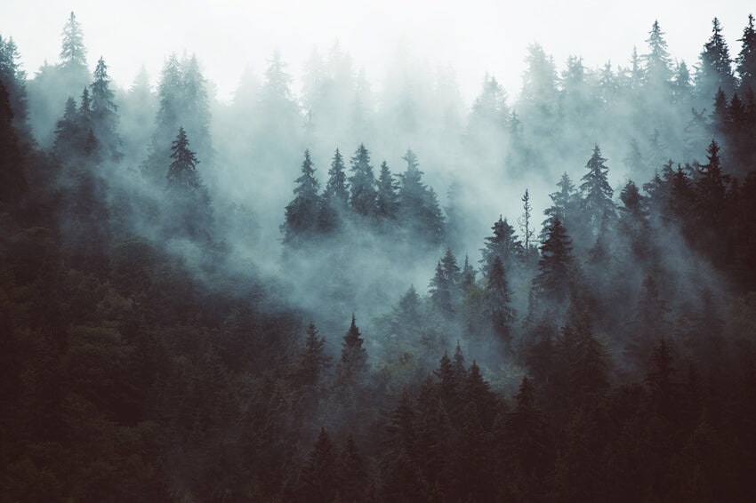 Sfondo Di Paesaggi Boschivi Foresta Nebbiosa Invernale M10-63