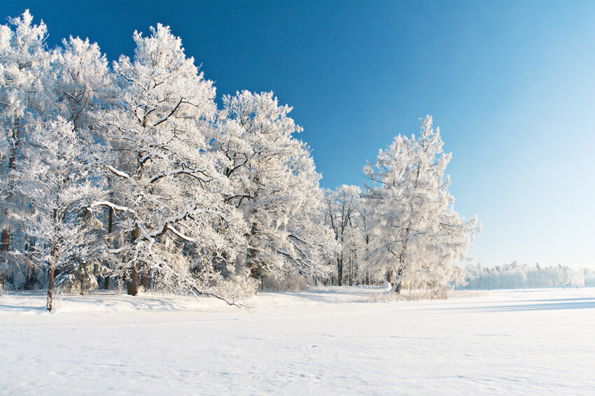 Sfondo Fotografico Foresta Invernale Innevata M10-74