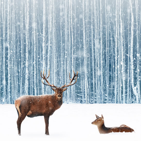 Sfondo Fotografico Di Cervi Della Foresta Invernale Innevata M11-11