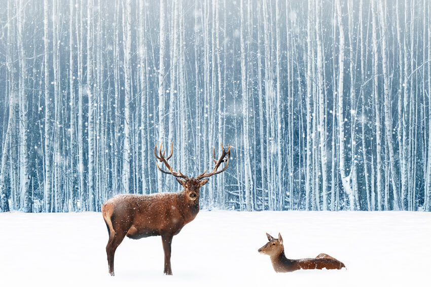 Sfondo Fotografico Di Cervi Della Foresta Invernale Innevata M11-11