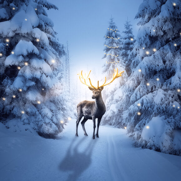 Sfondo Di Cervi Della Foresta Innevata Di Notte Invernale M11-15