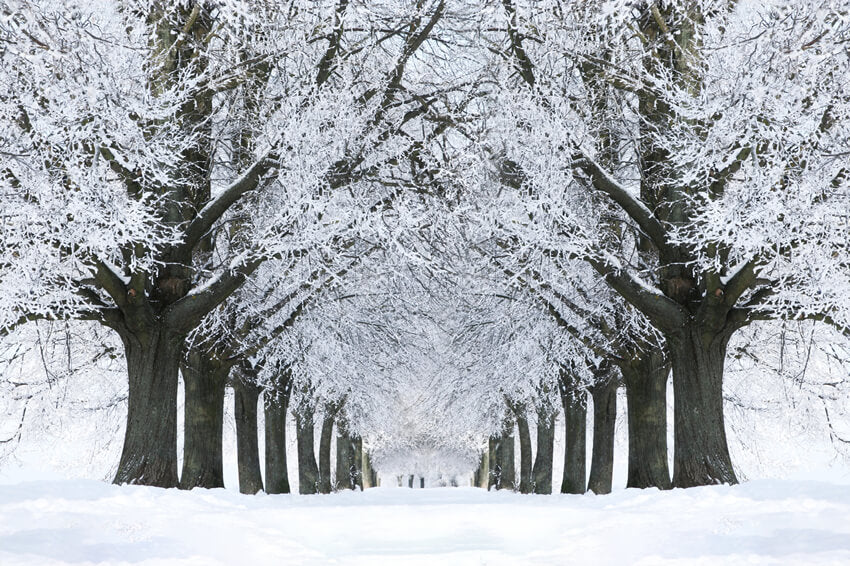 Sfondo Di Alberi Congelati Con Strada Innevata Invernale M11-17