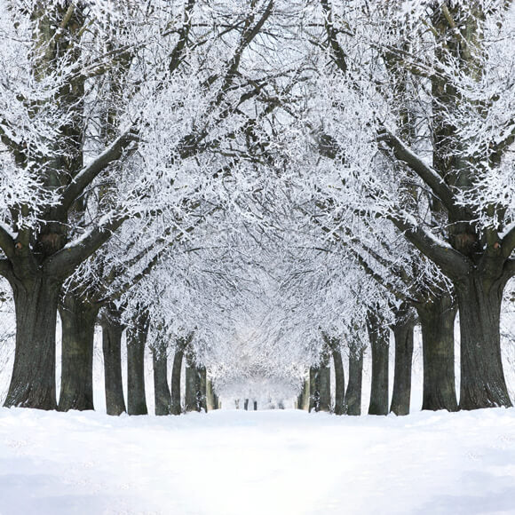 Sfondo Di Alberi Congelati Con Strada Innevata Invernale M11-17
